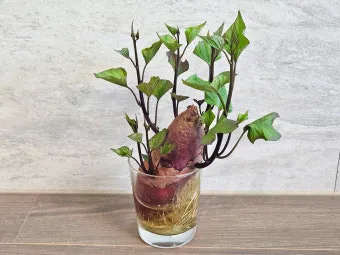 고구마 재배 달력 모종심기 관수 잡초 수확 큐어링_13