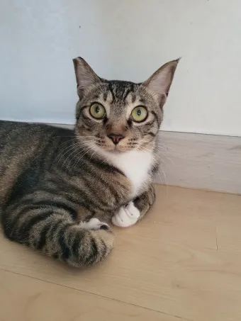 "유기묘