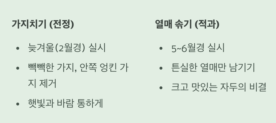 더 많고 굵은 수확을 위한 마법&amp;#44; 가지치기 &amp; 열매 솎기