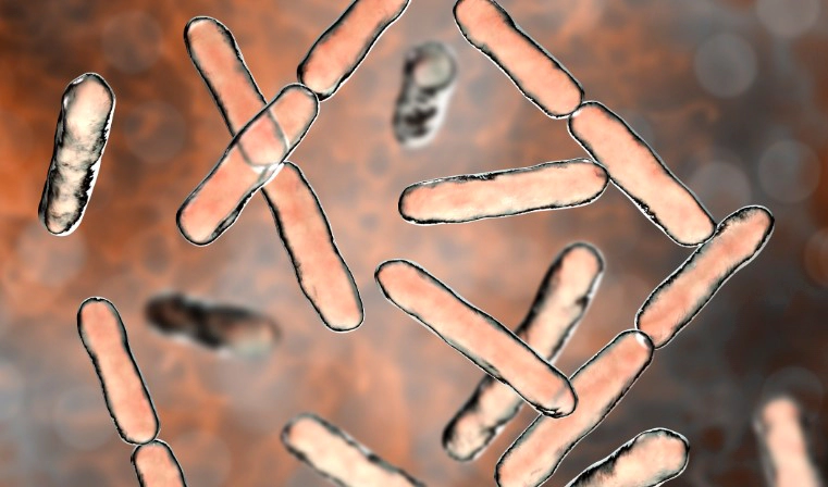 낙산균 효능 부작용 