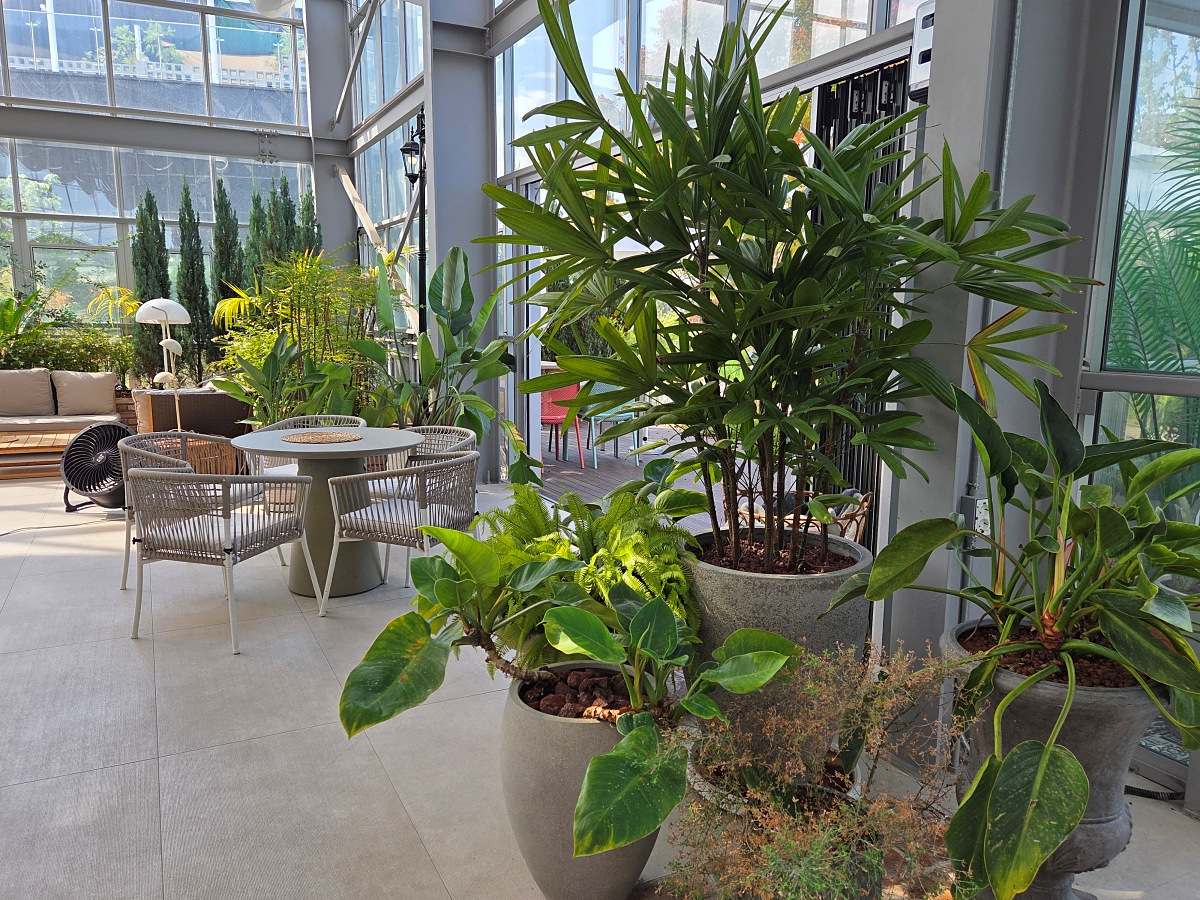 강화도 대형카페 두운리, 초록의 목수국 정원까지 즐기는 강화도 갈만한곳