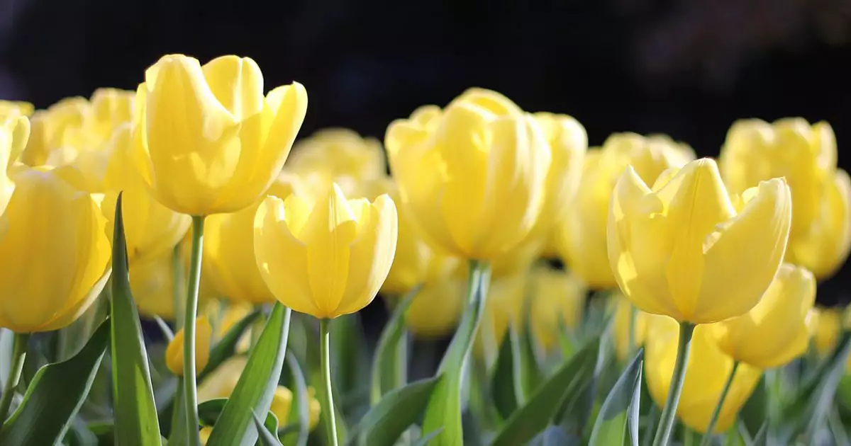 노란색봄꽃-튤립