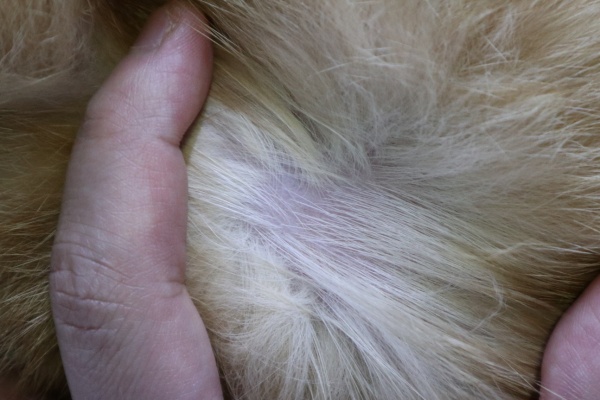 고양이피부붉음