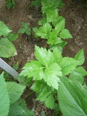 참나물 재배 반그늘 키우기 물 관리 잎 수확_11