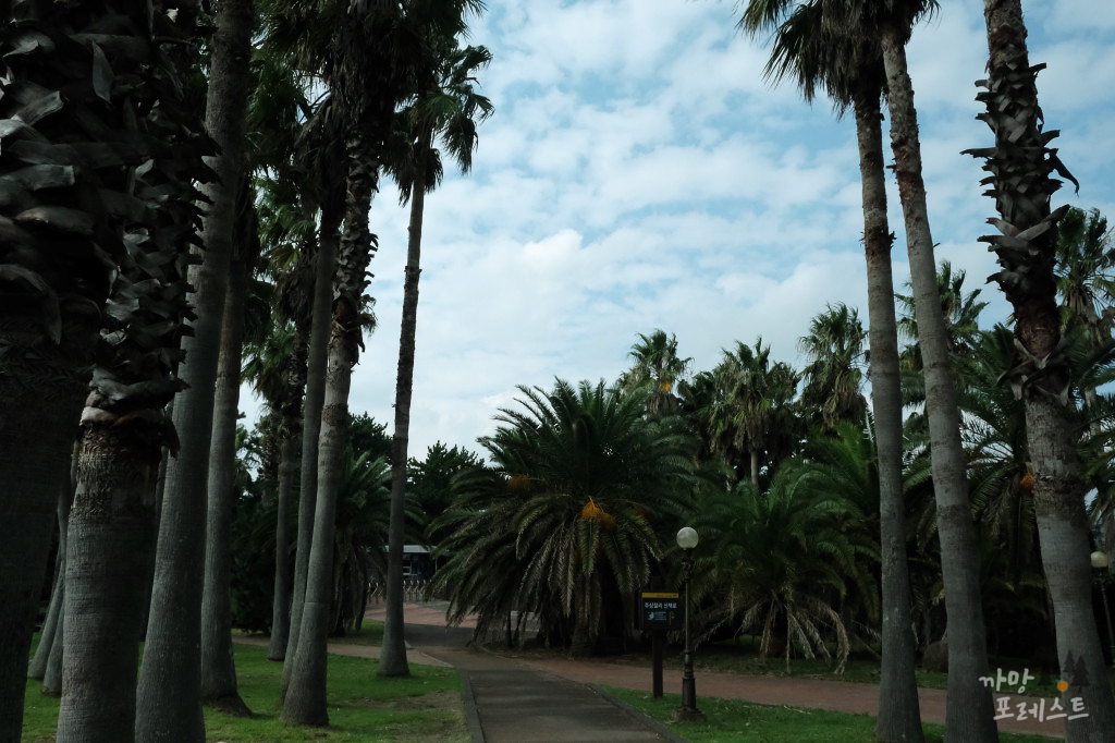 중문 주상절리대 야자수공원