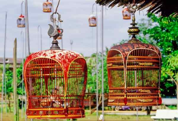 아세안 얼룩말무늬 비둘기 울음 콘테스트 (ASEAN Zebra Dove Cooing Compatition)
