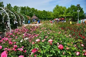 오늘이 아니라면 최적의 개화 시기는 언제인지 곡성세계장미축제에서 확인하세요_3