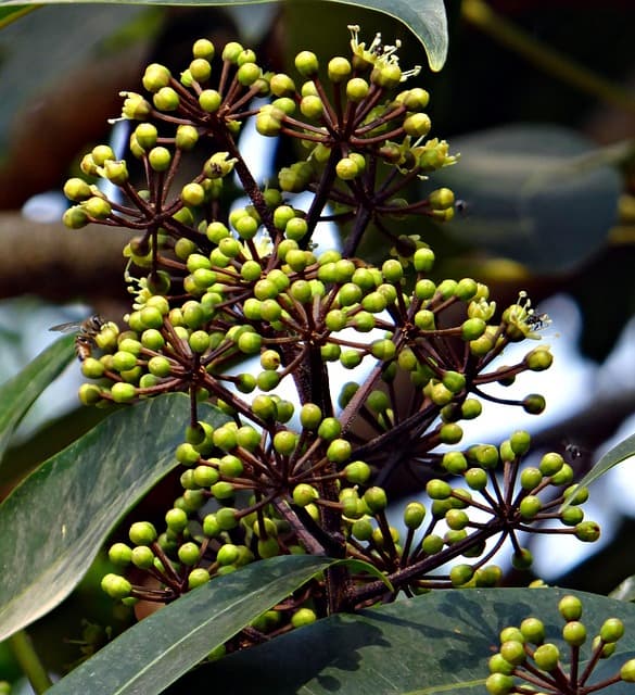 오가피(五加皮)의 민간요법 활용법과 최신 임상 연구