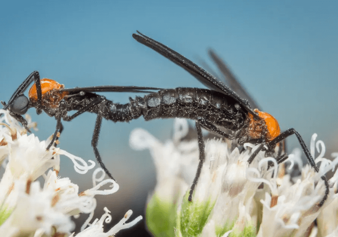 러브버그가 익충이라고? 알고 나면 달라지는 생태계 이야기