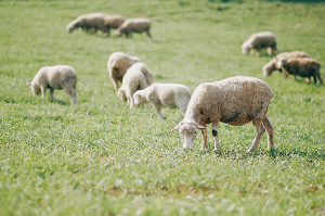 남해 상상양떼목장 편백숲