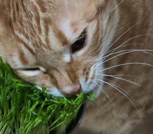 고양이 캣그라스5