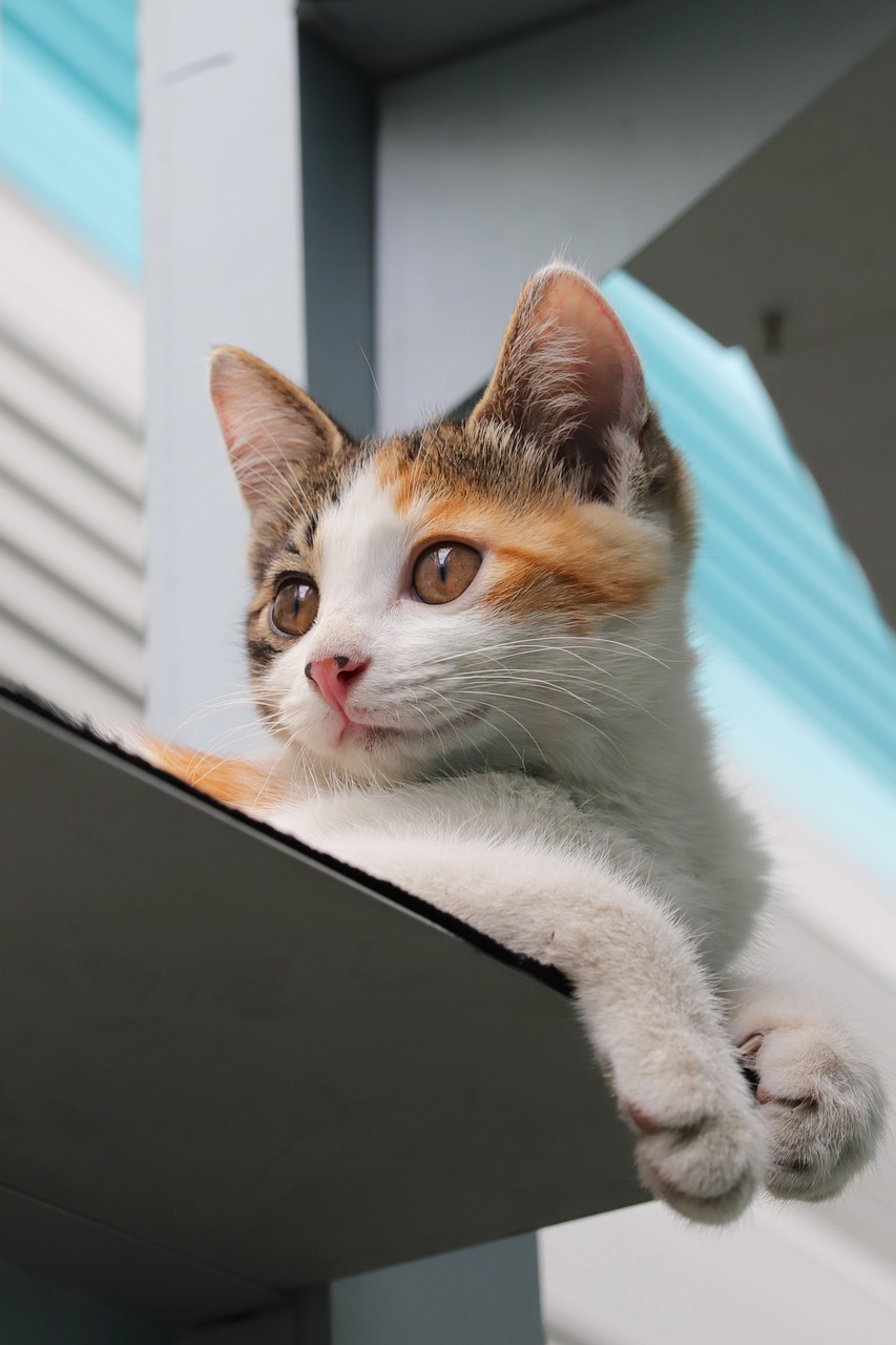 1. 펫푸드 영양사란 무엇인가?