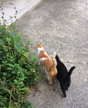 고양이-나쵸-서리태