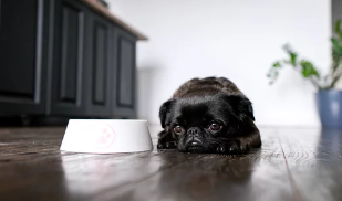 강아지/출처:어도비스톡