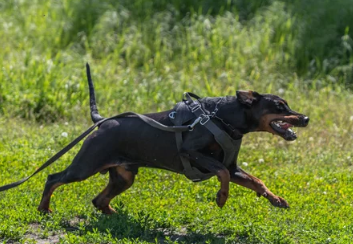 도베르만 핀셔 사진/ 출처:어도비스톡