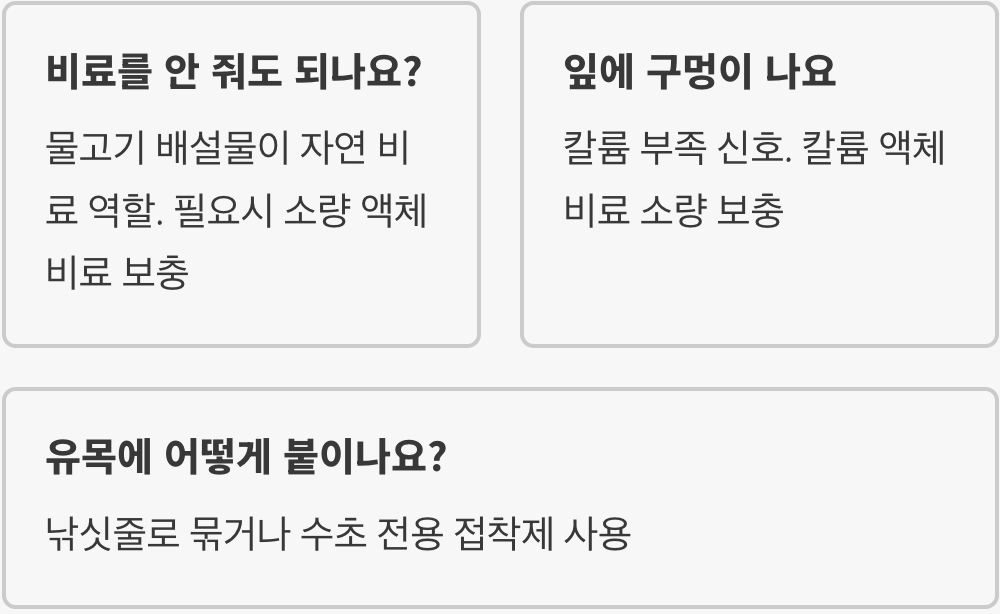 수초 어항 입문, 음성수초가 최고의 선택인 이유 (이탄 없어도 OK)