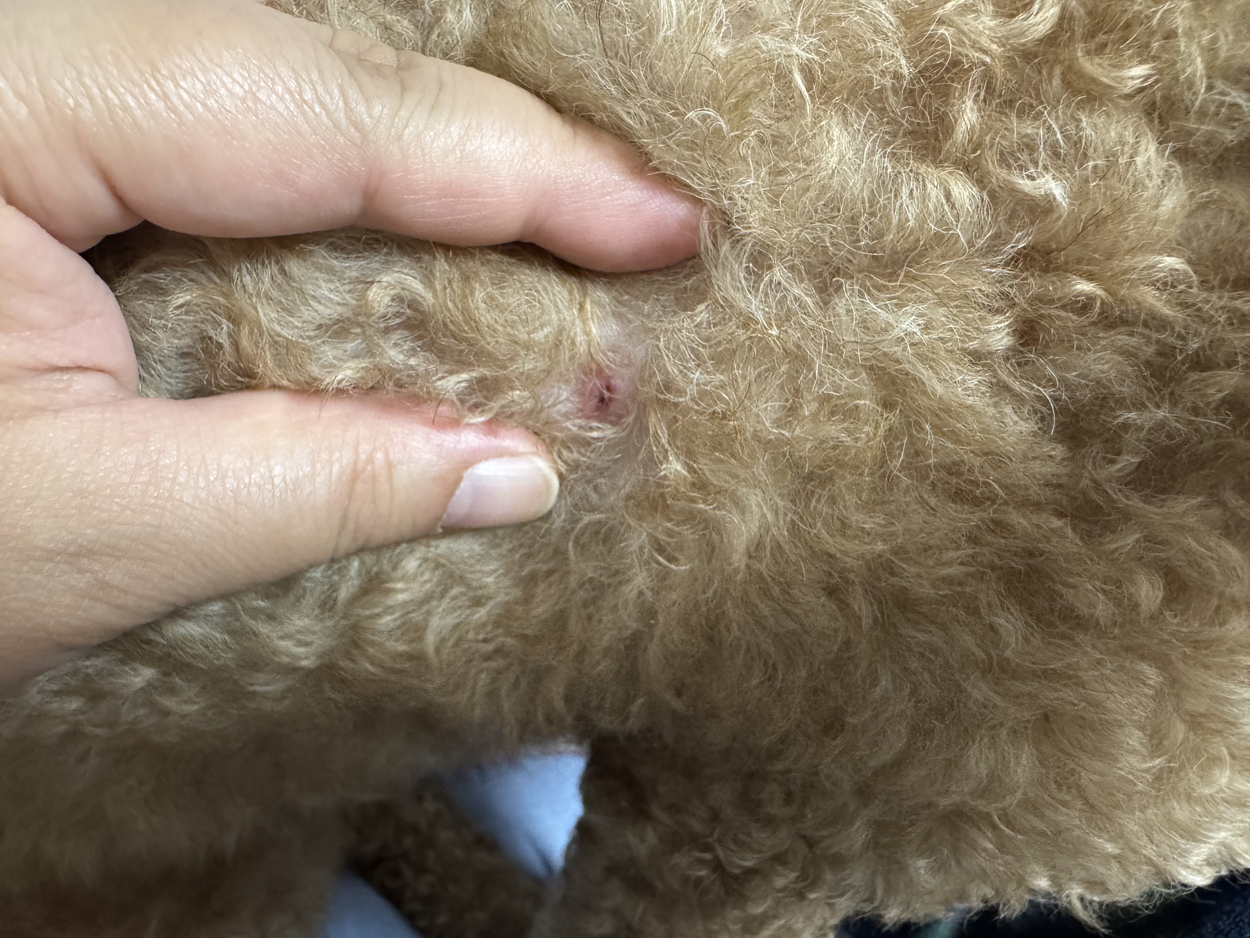 강아지 뾰루지 관련 사진