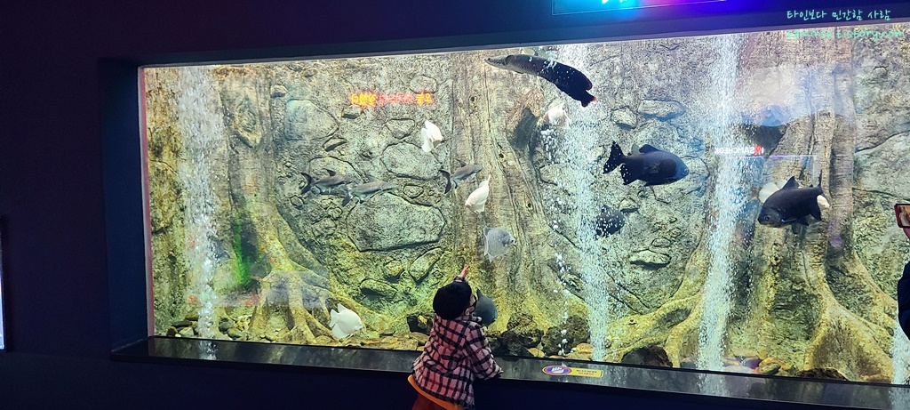 삼척-민물고기전시관