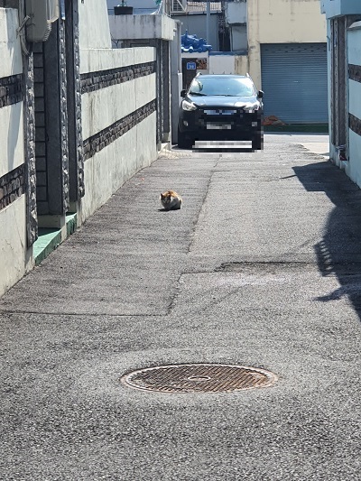 고양이