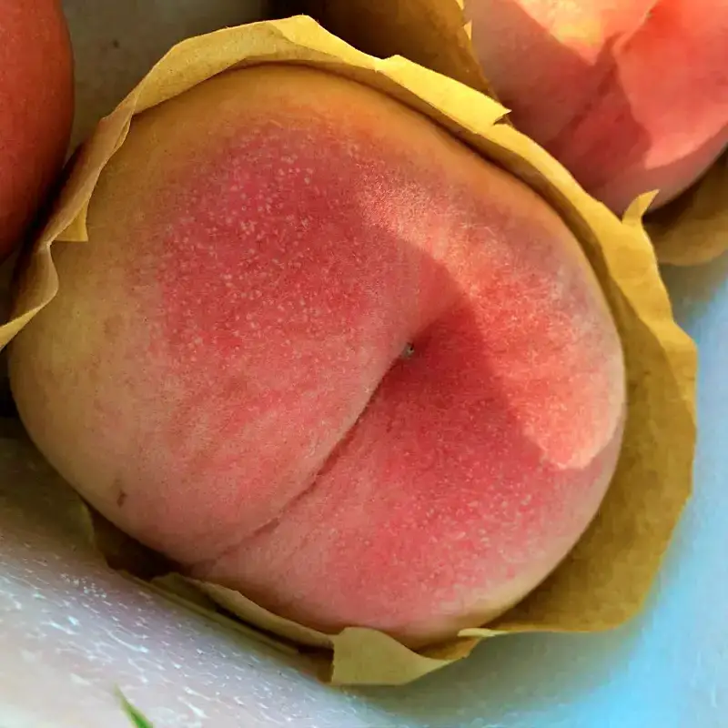 복켓팅? 복숭아 사려고 티겟팅까지 유여사네복숭아 복숭아농장 소개 추천 다시보기