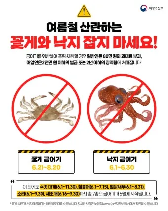 6월 낙지 금어기 정확한 시작일과 끝나는 날 지역별 상세 기준 정리_3