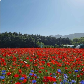 강원도 꽃축제