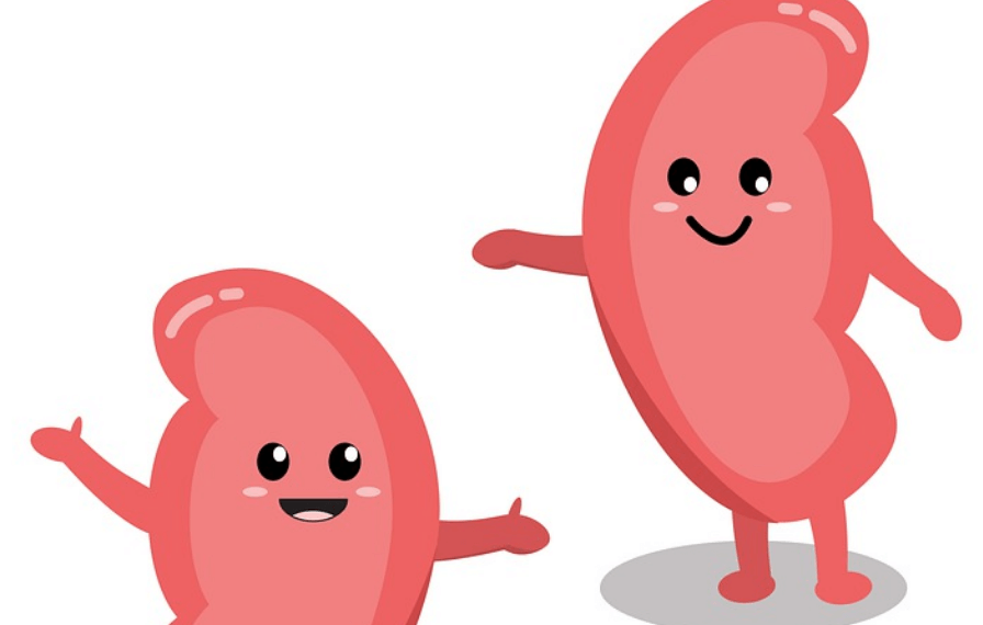 웃고 있는 두 개의 신장을 그린 그림