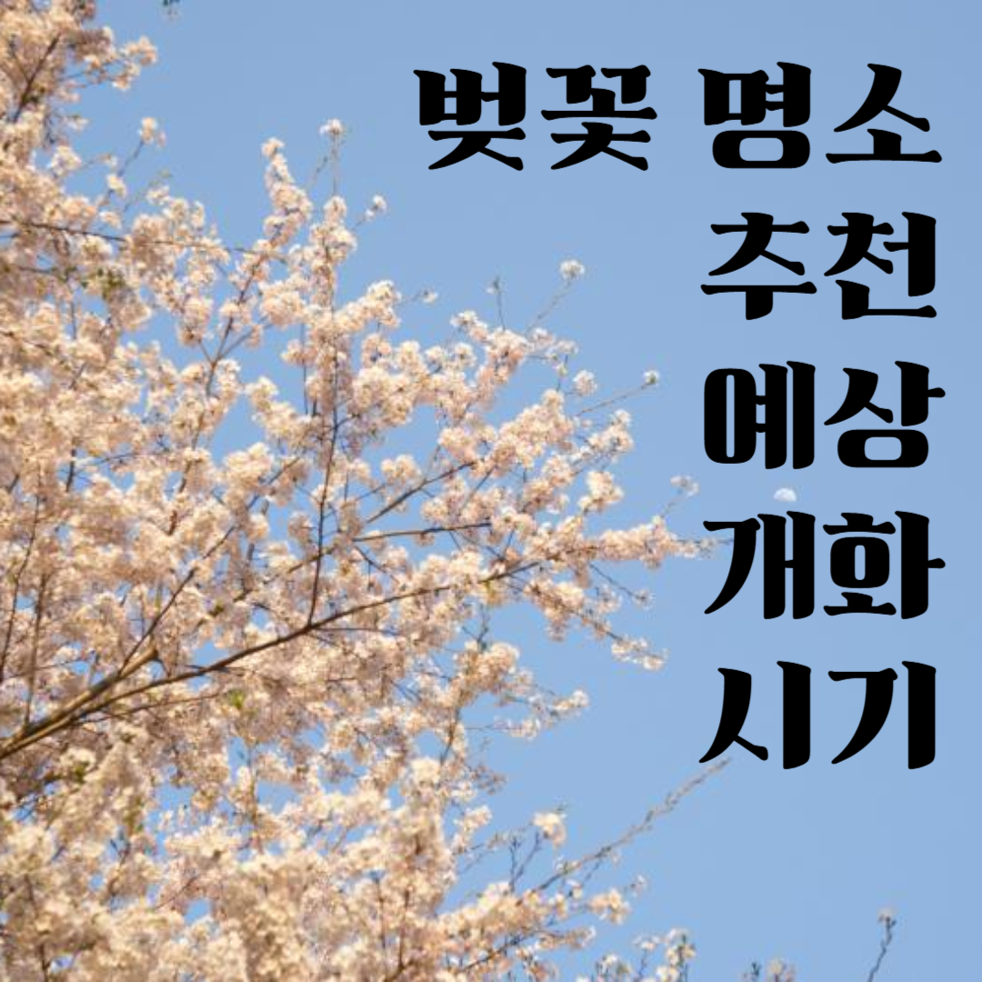 벚꽃-명소-추천-개화-시기