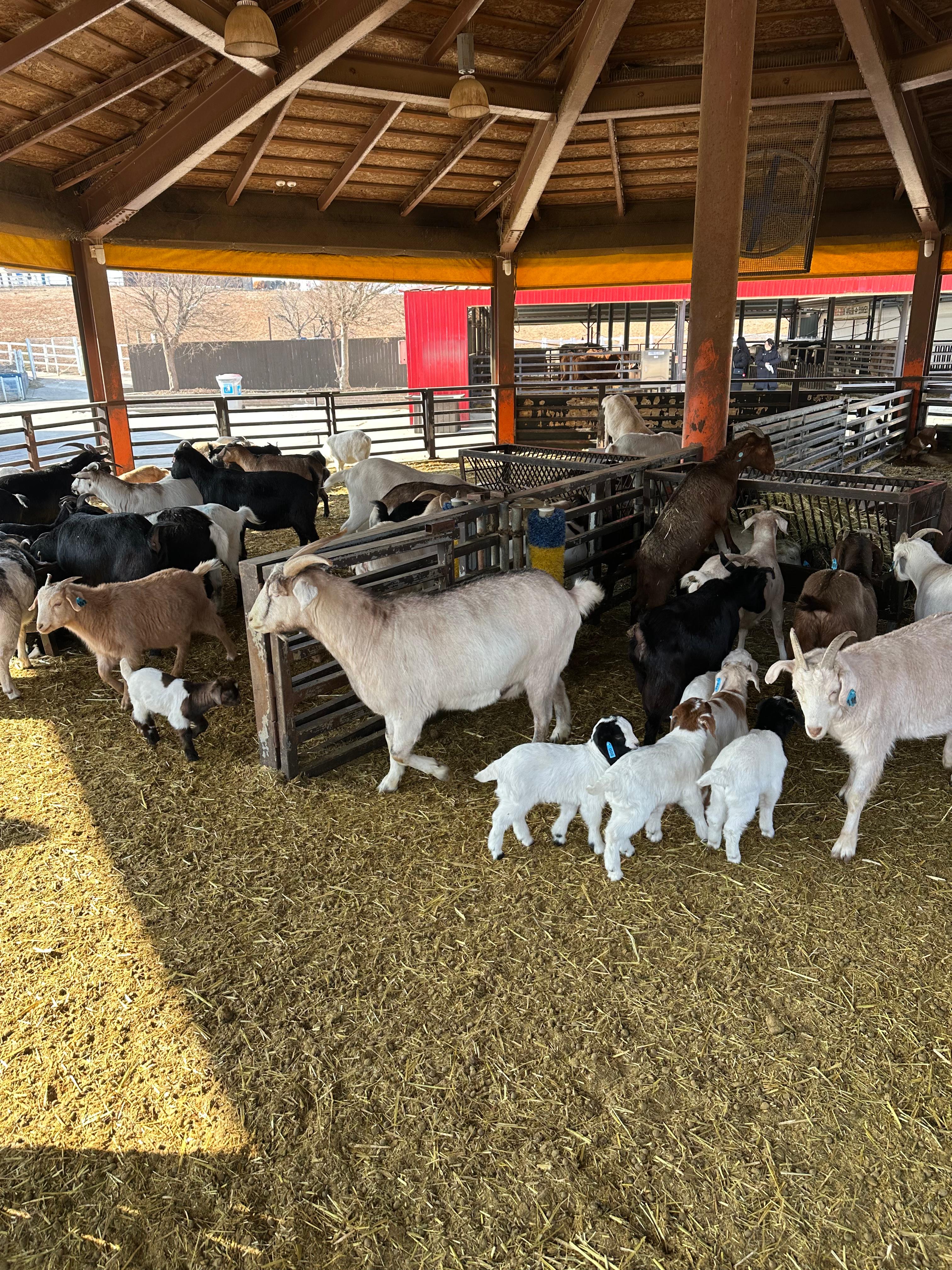 안성팜랜드 동물 사진