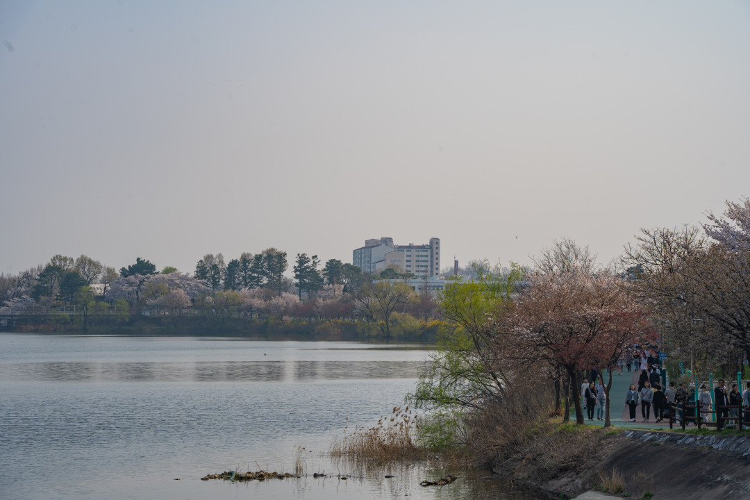 수원 서호공원 서호천