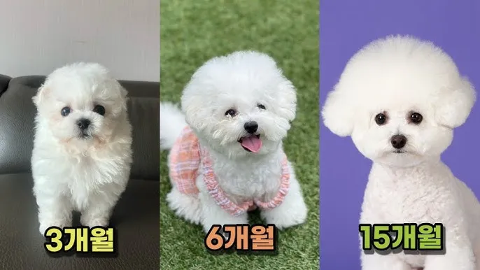 비숑 프리제 분양가격 종류 미니비숑 성격_7