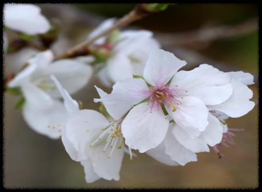 2025년 벚꽃 개화 시기