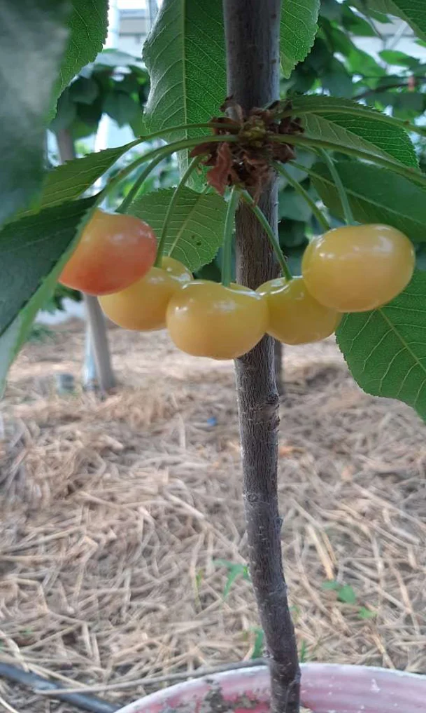 진안체리원