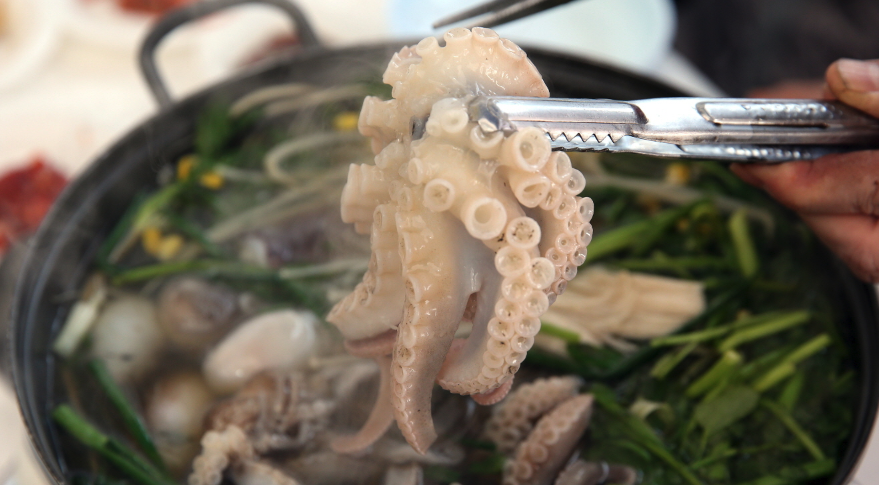 2025 서천 동백꽃&amp;#44; 쭈꾸미 축제 3분 가이드