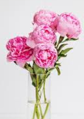 작약효능 총정리