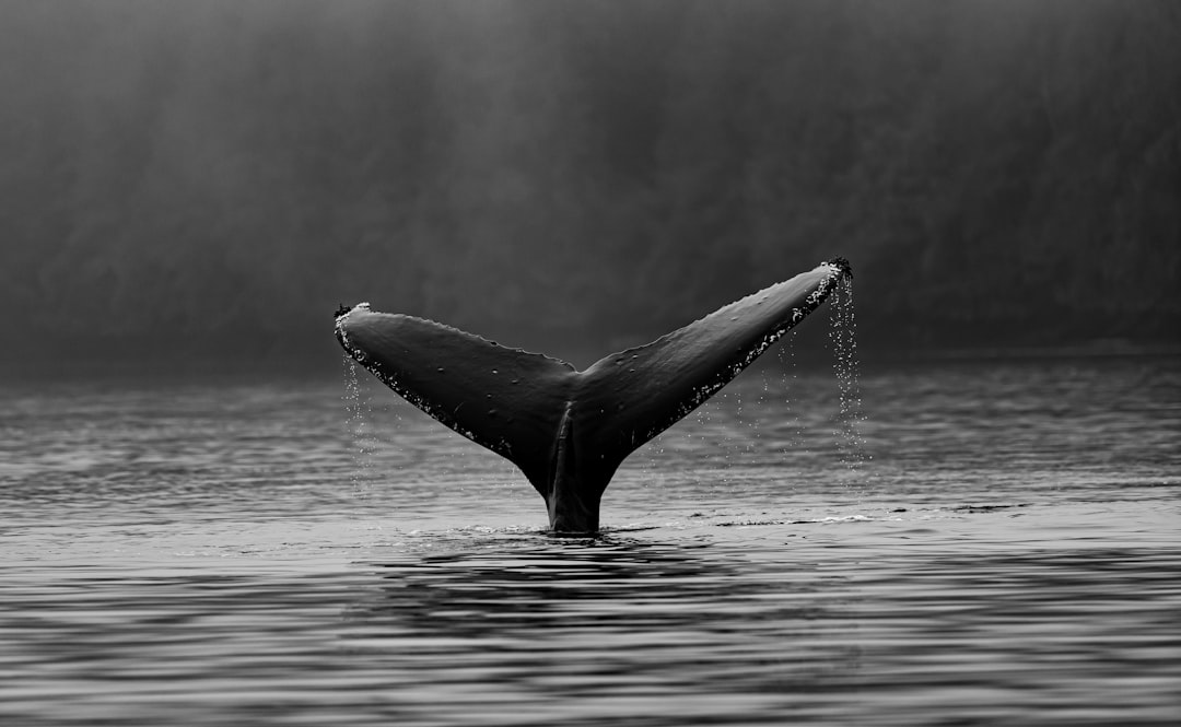 Whale