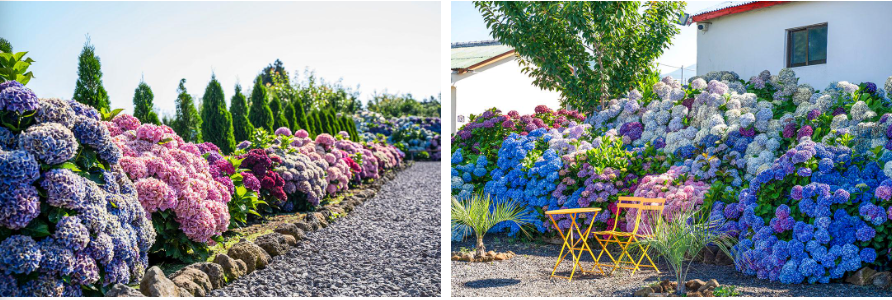 2025 제주 답다니 수국밭 가이드: 일정, 입장료, 인생샷 포토존 꿀팁 총정리