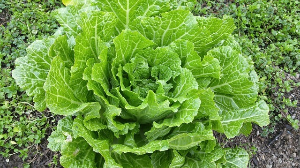 이마트 절임배추 사전 예약 기간, 구매방법, 할인 방법