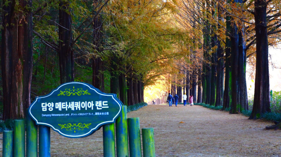 전라남도 담양의 메타세쿼이아길 가을 풍경 &mdash; 단풍이 물든 나무터널 아래로 산책하는 사람들 모습과 &lsquo;담양 메타세쿼이아 랜드&rsquo; 안내 표지판이 함께 있는 가을 여행 명소 이미지