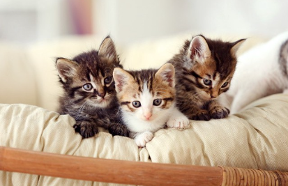 바구니에 들어 있는 새끼 고양이들.