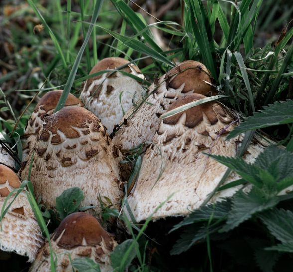 영지버섯 효능 부작용 먹는 방법
