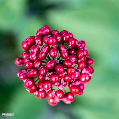 진생베리