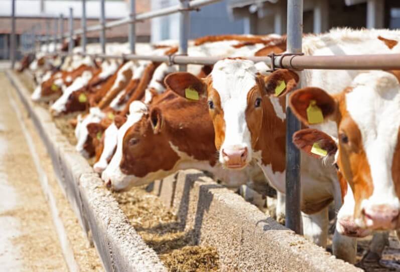 소가 다가오지못하는꿈