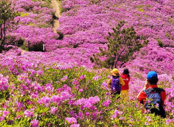 소백산 철쭉 개화시기
