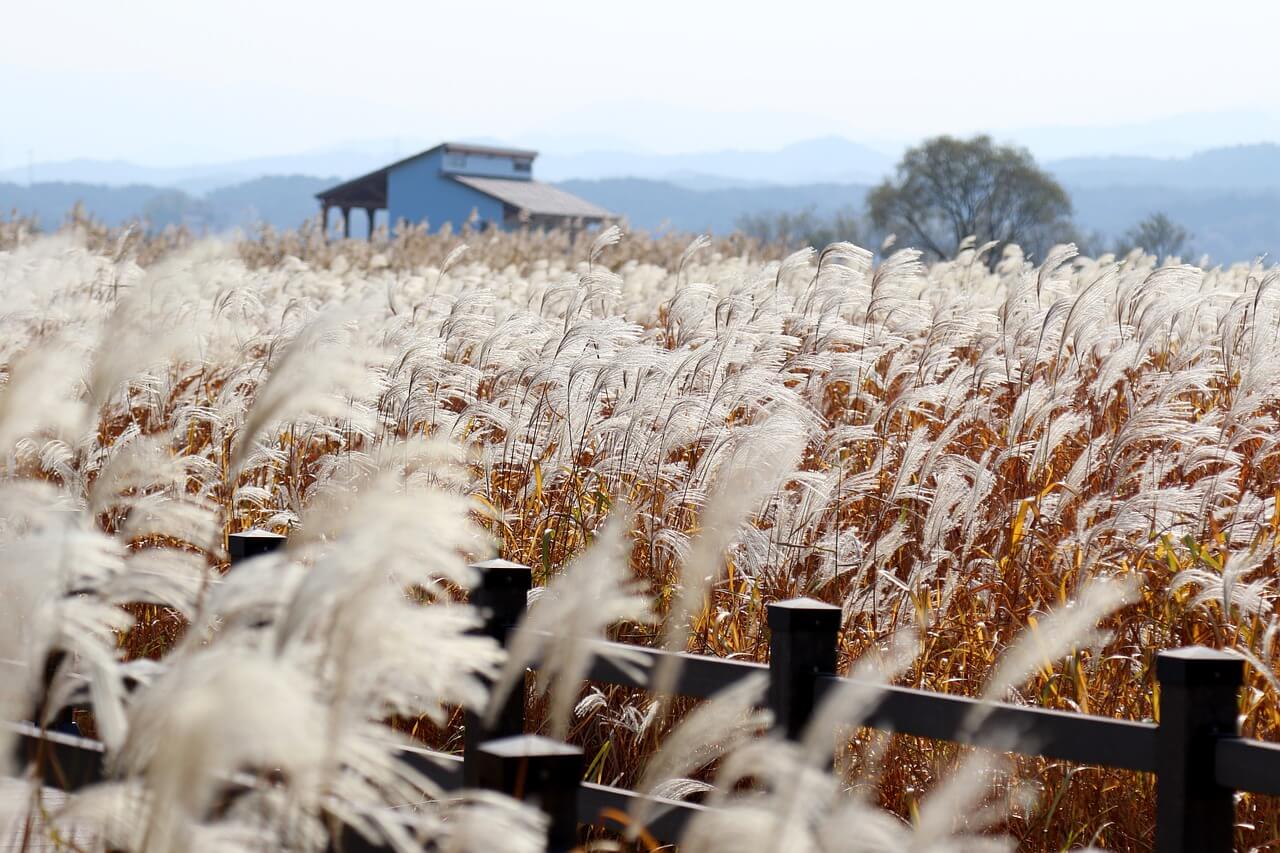 정선억새꽃트레킹왕복셔틀