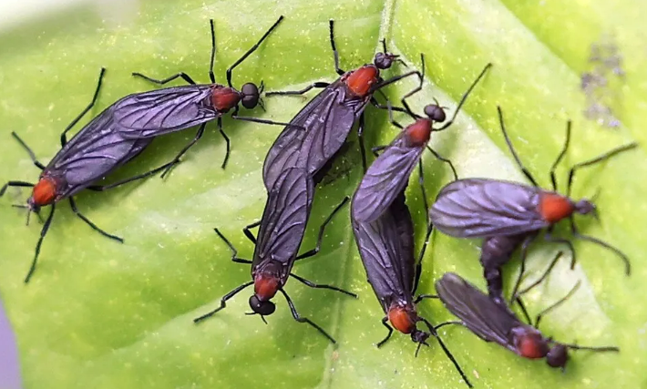 러브버그 사진