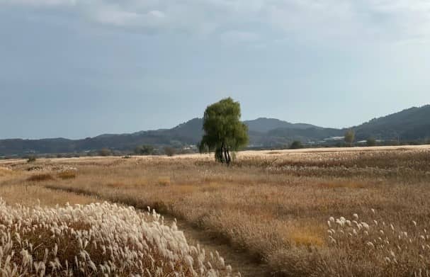 백마강-억새-나래공원