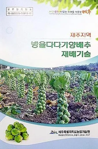 양배추 재배 배추흰나비 방제 칼슘 결핍 예방_7