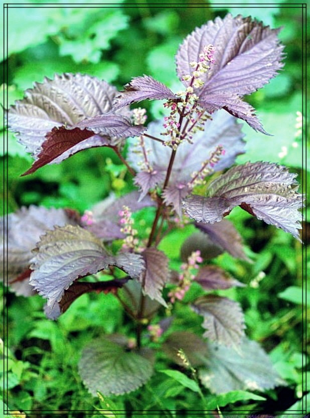 차즈기 추출물과 함께하는 피부 관리