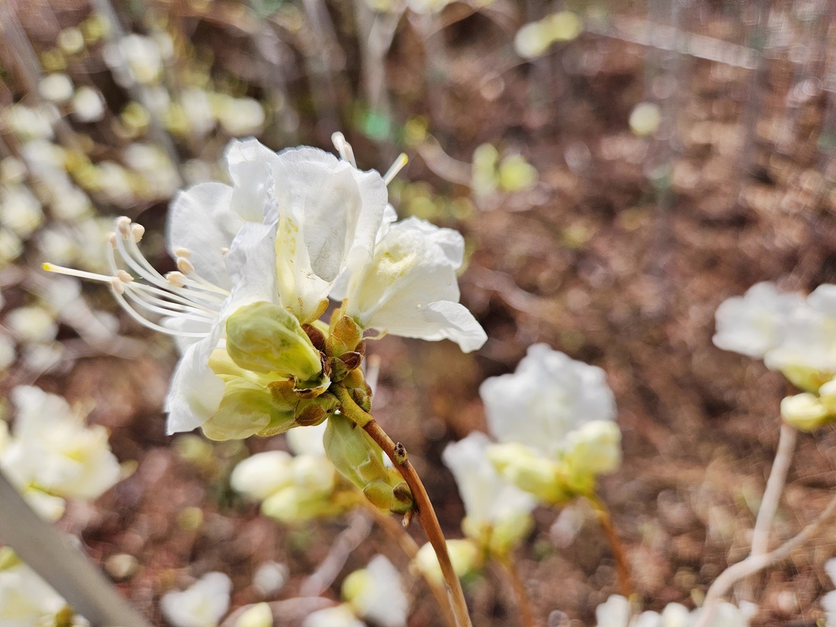 흰진달래